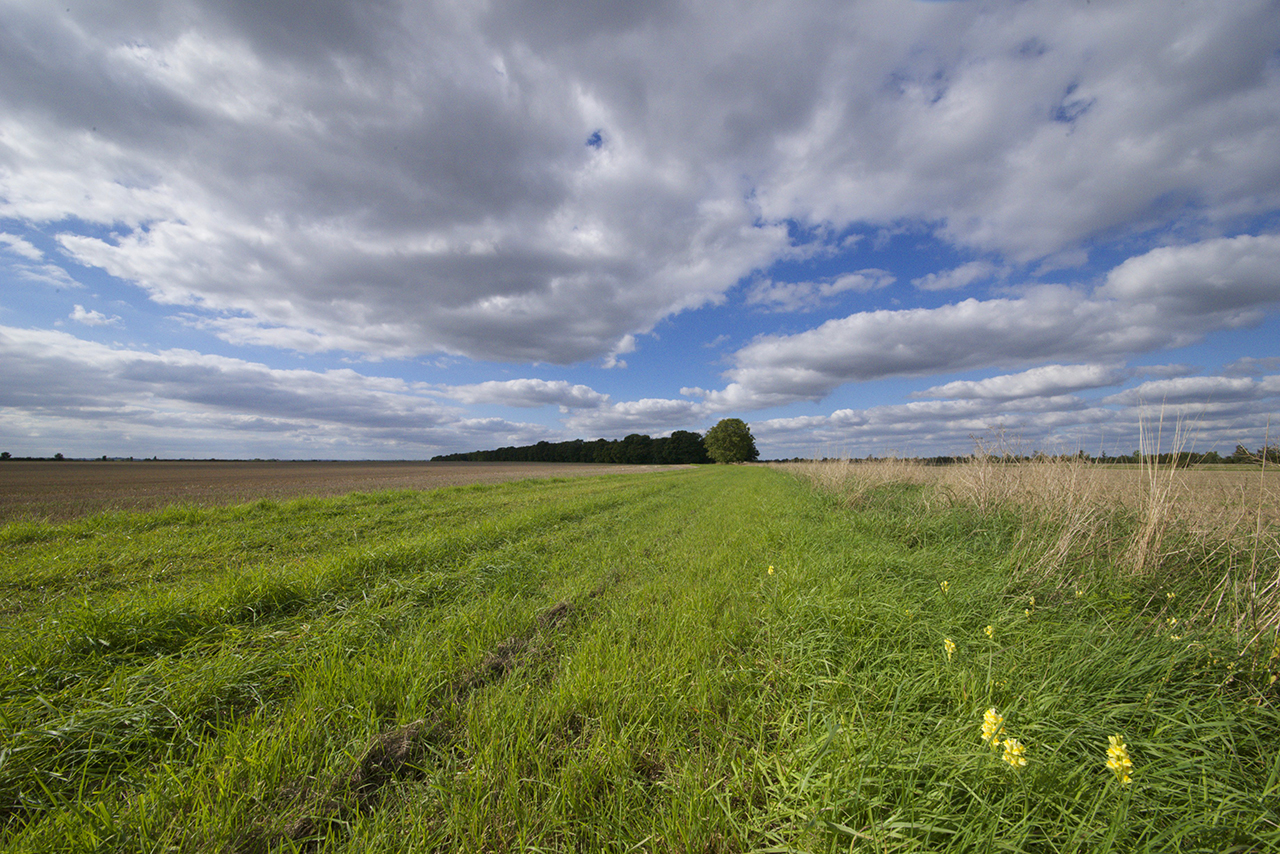Bottisham today © C Jones